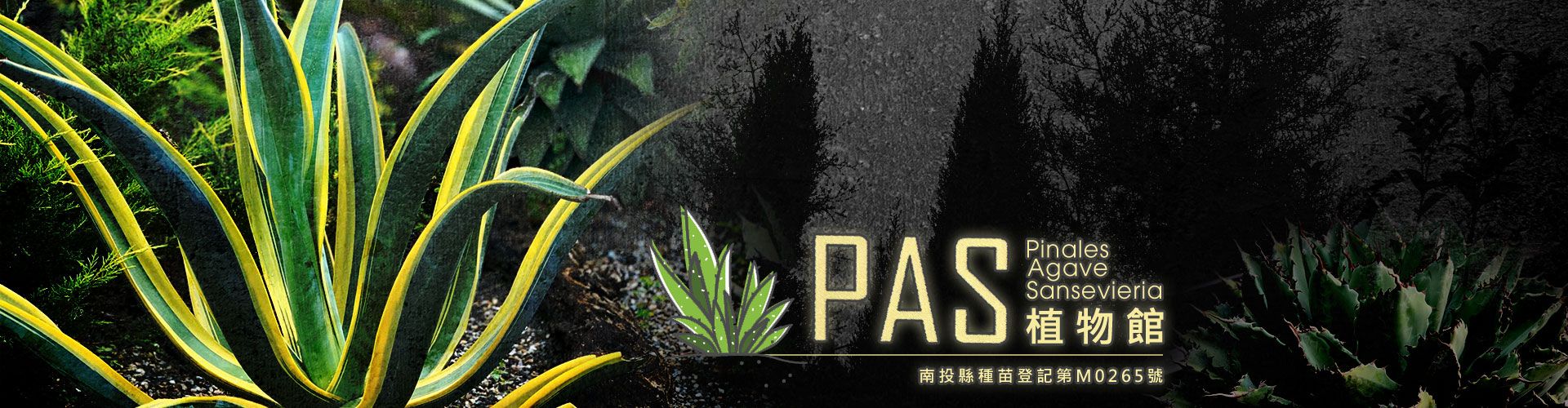 南投縣松柏目的樹種,龍舌蘭,虎尾蘭,蘆薈推薦-松杉小舖PAS植物館