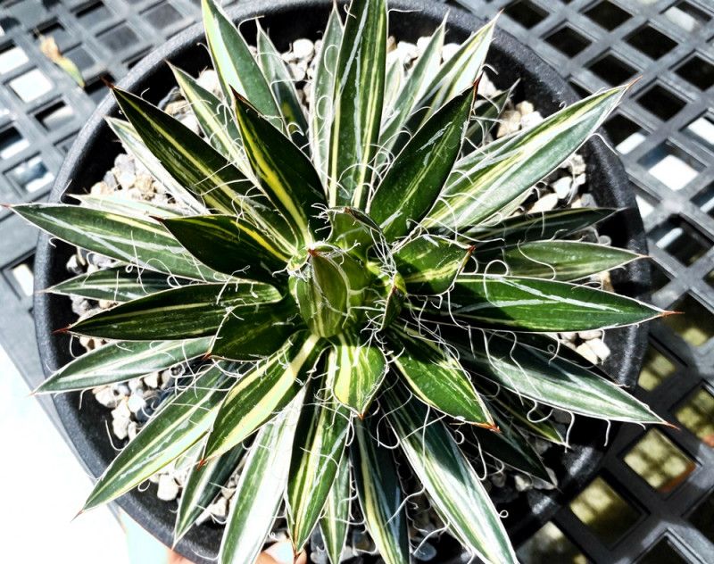 富貴蘭　必見！!火影白覆輪縞 富貴蘭 御城覆輪 - 「中越植物園オンラインショップ」