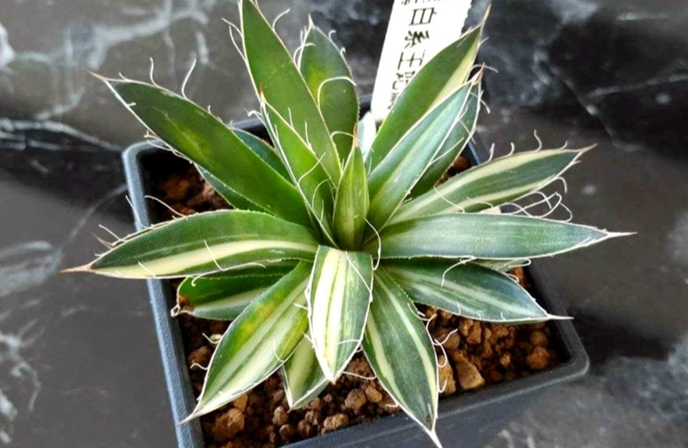 南投縣松柏目的樹種,龍舌蘭,虎尾蘭,蘆薈推薦-松杉小舖PAS植物館- PAS植物館