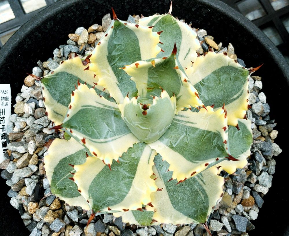 南投縣松柏目的樹種,龍舌蘭,虎尾蘭,蘆薈推薦-松杉小舖PAS植物館- PAS植物館