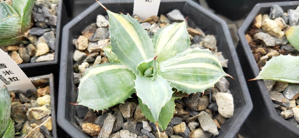 ハイブリッド アガベ 種子 楊貴妃極縞x甲蟹 種 ドラゴンアガベ 🩵妖炎×