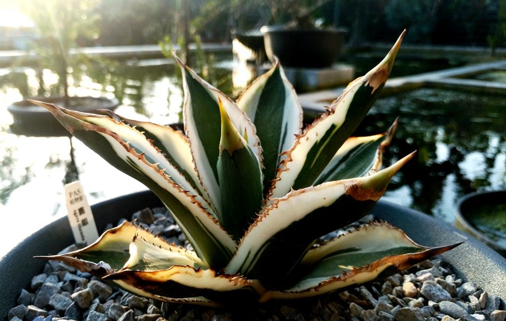 古伊万里 藍染 鳳凰花鳥 内瓔珞紋 櫛高台 工芸品