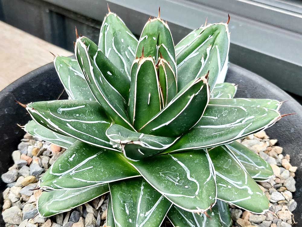 南投縣松柏目的樹種,龍舌蘭,虎尾蘭,蘆薈推薦-松杉小舖PAS植物館- PAS植物館