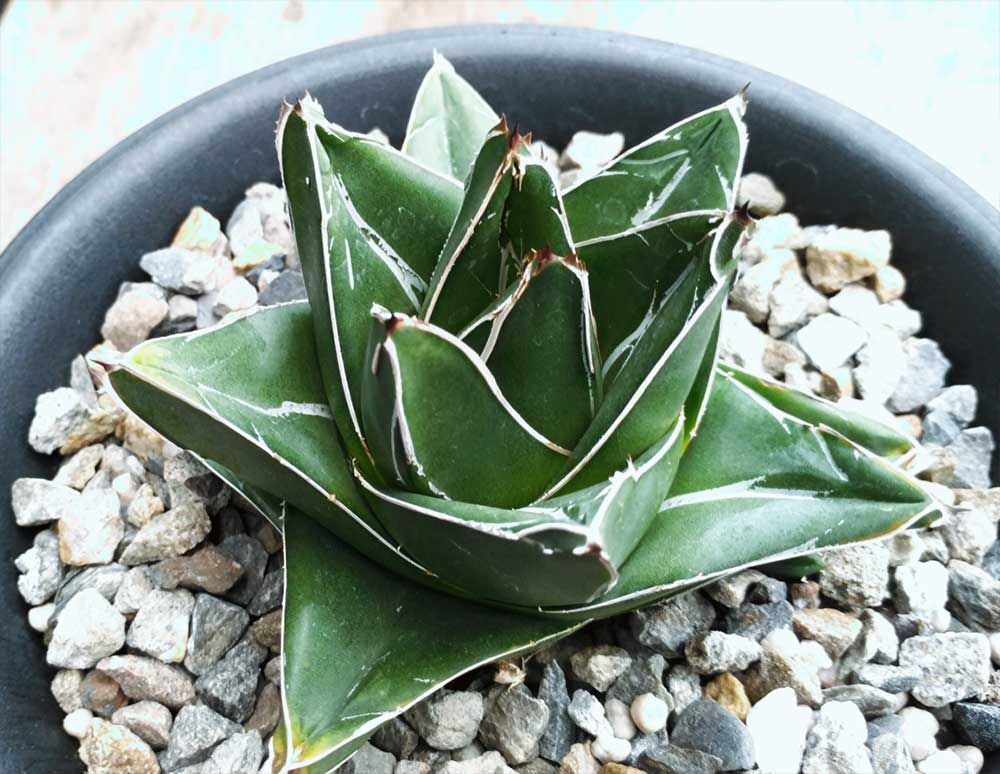 アガベ ハイブリッド 紫屈×笹之雪 agave victoriae-reginae 'Superwide