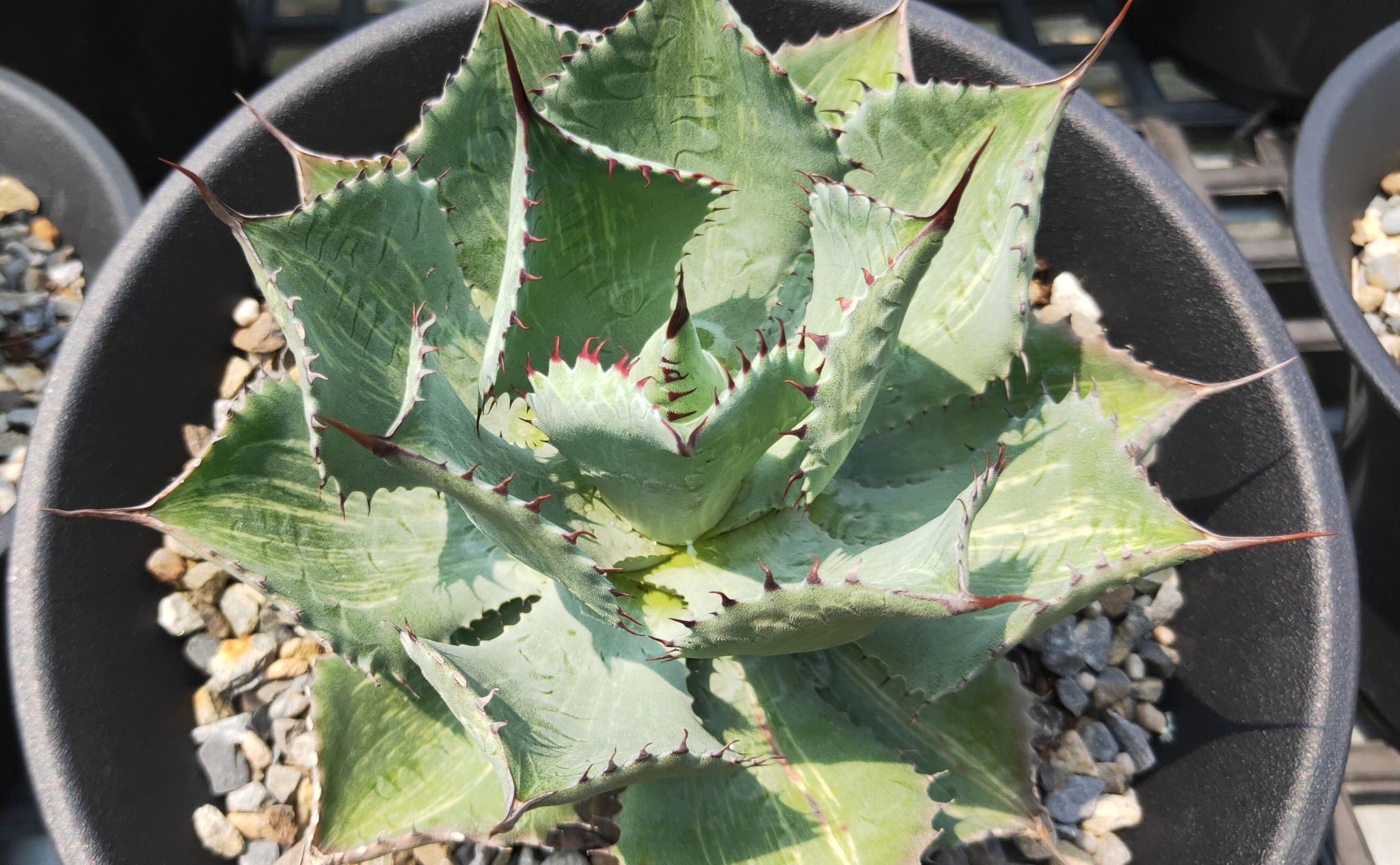 富貴蘭　必見！!火影白覆輪縞 富貴蘭 御城覆輪 - 「中越植物園オンラインショップ」