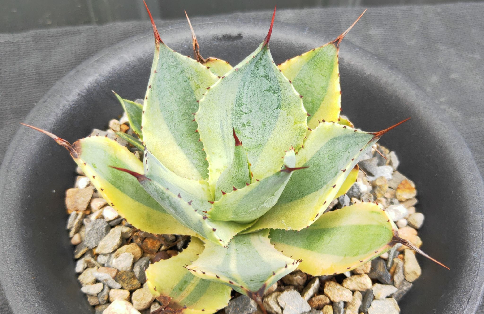 南投縣松柏目的樹種,龍舌蘭,虎尾蘭,蘆薈推薦-松杉小舖PAS植物館