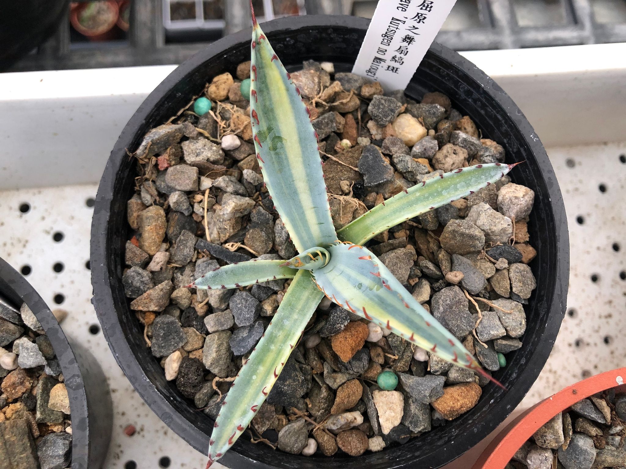 屈原の舞 錦 （アガベ 屈原の舞扇錦 縞斑 物珍し）