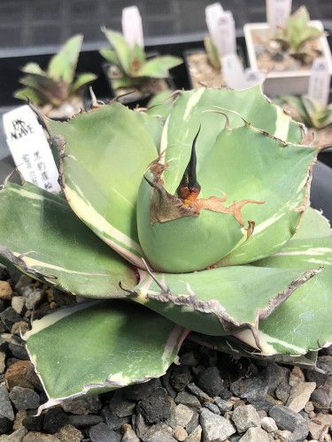南投縣松柏目的樹種,龍舌蘭,虎尾蘭,蘆薈推薦-松杉小舖PAS植物館 南投縣松柏目的樹種,龍舌蘭,虎尾蘭,蘆薈推薦-松杉小舖PAS植物館